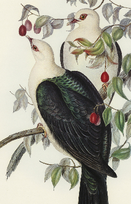 Roller blind for large window Birds on a branch