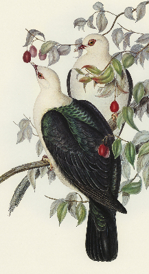 Roller blind for large window Birds on a branch