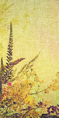 Roller blind for large window Plants