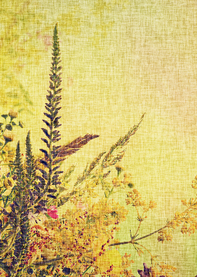 Roller blind for large window Plants