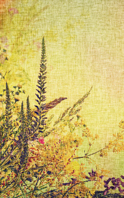 Roller blind for large window Plants