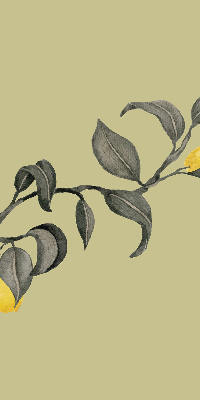 Fabric roller blind Lemons on the tree