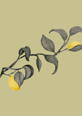Fabric roller blind Lemons on the tree