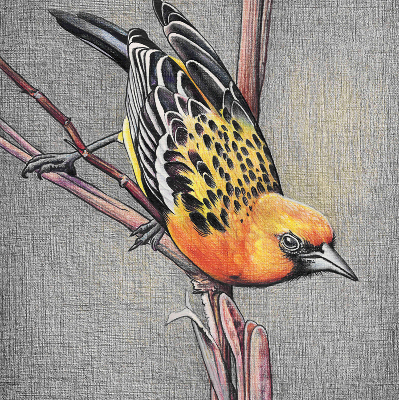 Fabric roller blind A bird on a branch
