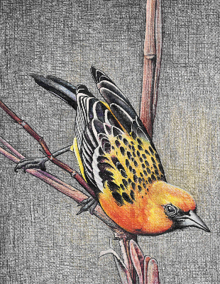 Fabric roller blind A bird on a branch