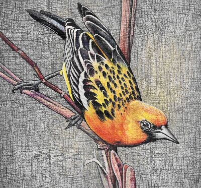 Fabric roller blind A bird on a branch