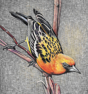 Fabric roller blind A bird on a branch