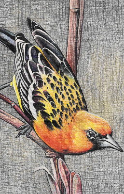 Fabric roller blind A bird on a branch