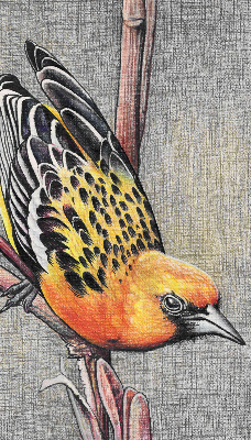 Fabric roller blind A bird on a branch