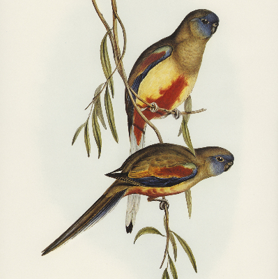 Fabric roller blind Two birds on a branch