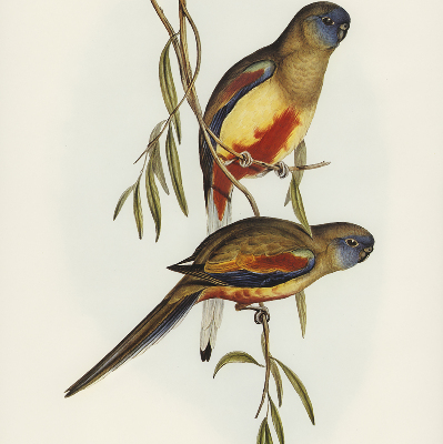 Fabric roller blind Two birds on a branch
