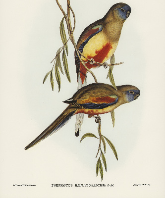 Fabric roller blind Two birds on a branch