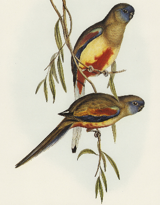 Fabric roller blind Two birds on a branch