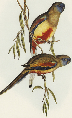 Fabric roller blind Two birds on a branch