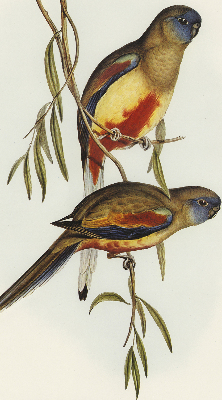 Fabric roller blind Two birds on a branch