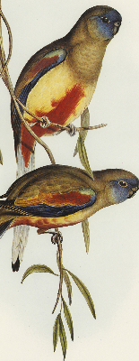 Fabric roller blind Two birds on a branch