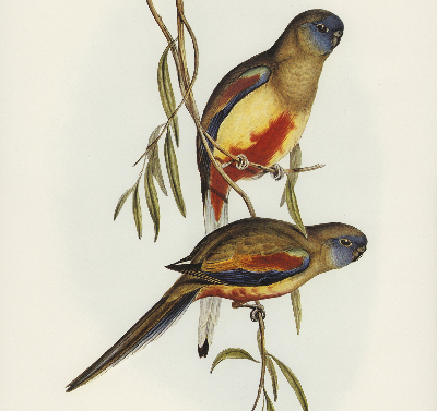 Fabric roller blind Two birds on a branch