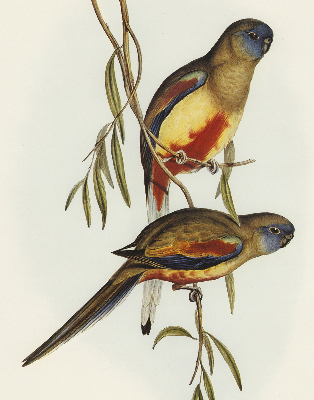 Fabric roller blind Two birds on a branch