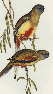Fabric roller blind Two birds on a branch