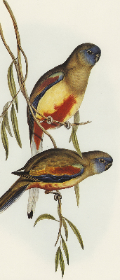 Fabric roller blind Two birds on a branch