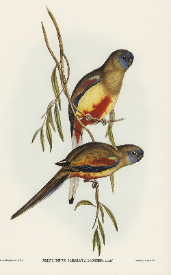 Fabric roller blind Two birds on a branch