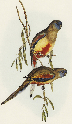 Fabric roller blind Two birds on a branch