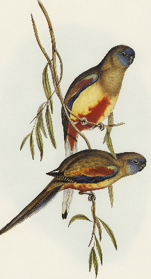 Fabric roller blind Two birds on a branch