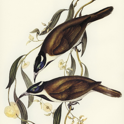 Modern roller blind Birds on a tree