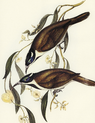 Modern roller blind Birds on a tree