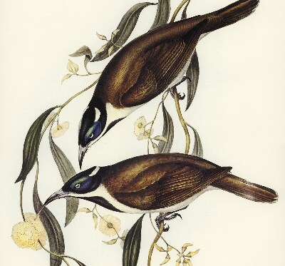 Modern roller blind Birds on a tree