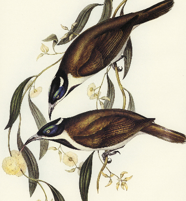 Modern roller blind Birds on a tree