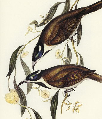 Modern roller blind Birds on a tree