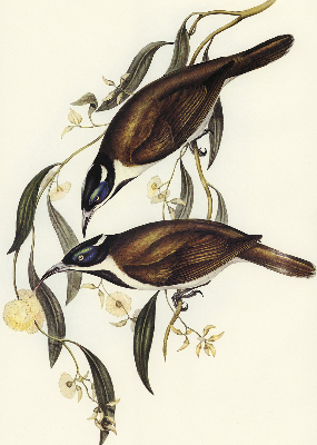 Modern roller blind Birds on a tree