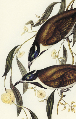 Modern roller blind Birds on a tree