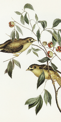Fabric roller blind Birds on a tree