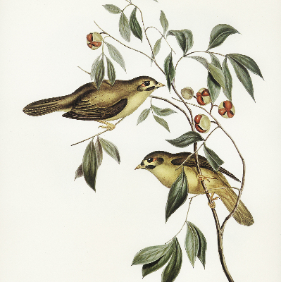 Fabric roller blind Birds on a tree