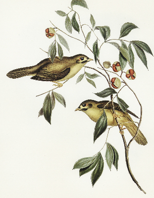 Fabric roller blind Birds on a tree