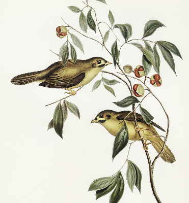 Fabric roller blind Birds on a tree