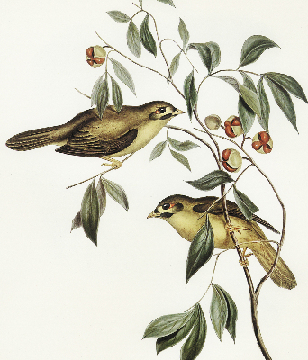Fabric roller blind Birds on a tree