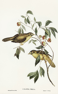 Fabric roller blind Birds on a tree