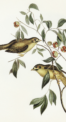Fabric roller blind Birds on a tree
