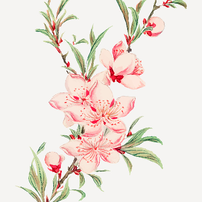 Modern roller blind Pink flower