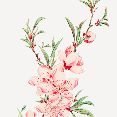 Modern roller blind Pink flower