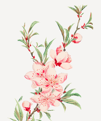 Modern roller blind Pink flower