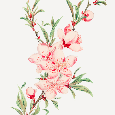 Modern roller blind Pink flower