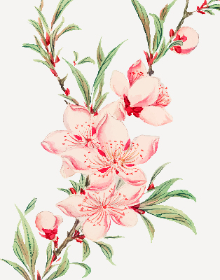 Modern roller blind Pink flower