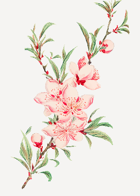 Modern roller blind Pink flower