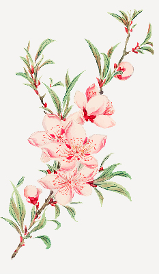 Modern roller blind Pink flower