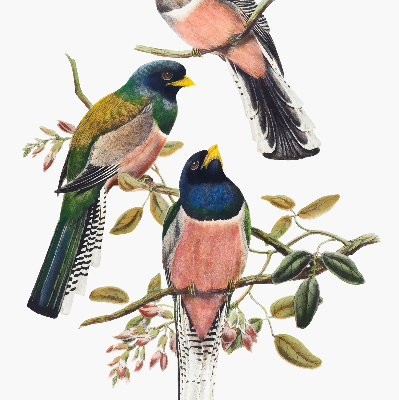 Roller blind for large window Birds on the branches