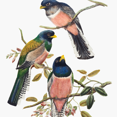Roller blind for large window Birds on the branches